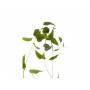 Листья клемантиса зеленые 90см 7C48D00001