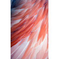 Постер Перья 50*70см 54STR-FEATHER 